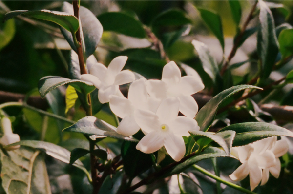 JASMINE OIL